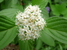 Cornus sericea 'Baileyi' - Redosier Dogwood Red Twig Dogwood