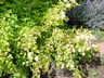 Physocarpus opulifolius 'Nugget' - Ninebark