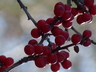 Ilex verticillata - Common Winterberry Black Alder
