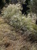 Ericameria nauseosa ssp. nauseosa var. nauseosa - Rubber Rabbitbrush