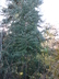 Abies nordmanniana - Nordmann Fir Caucasian Fir Christmas Tree