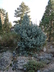 Picea pungens 'Corbet' - Colorado Blue Spruce