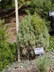 Juniperus monosperma 'Ute' - One-Seed Juniper