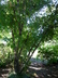 Acer grandidentatum - Bigtooth Maple Canyon Maple