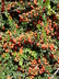 Cotoneaster apiculatus - Cranberry Cotoneaster