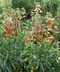 Digitalis obscura [sold as SUNSET (R)] - Willow-Leaved Foxglove Sunset Foxglove