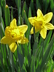 Narcissus 'Dutch Master' - Daffodil