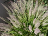Calamagrostis brachytricha - Reed Grass Korean Feather Reed Grass