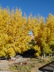 Populus deltoides ssp. monilifera - Plains Cottonwood Plains Poplar Great Plains Cottonwood