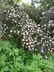 Physocarpus opulifolius 'Diabolo' - Ninebark