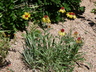 Gaillardia pinnatifida - Red Dome Blanket Flower Hopi Blanketflower