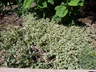 Sedum spurium 'Tricolor' - Threecolor Sedum