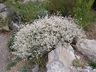Eriogonum wrightii var. wrightii - Snow Mesa Buckwheat Bastard Sage Wright's Bastard Sage