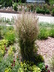 Calamagrostis x acutiflora 'Overdam' - Feather Reed Grass