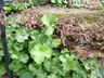 Heuchera pulchella - Sandia Mountain Alumroot Sandia Coralbells