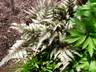 Athyrium niponicum var. pictum - Japanese Painted Fern