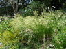 Achnatherum calamagrostis - Silver Spike Grass Spear Grass Needle Grass