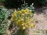 Ericameria nauseosa var. nauseosa - Rubber Rabbitbrush