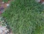 Cotoneaster adpressus 'Little Gem' - Cotoneaster