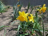 Narcissus 'Orange Progress' - Daffodil