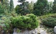Pinus mugo 'Valley Cushion' - Mugo Pine Mountain Pine