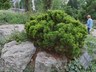 Pinus mugo 'Sherwood Compact' - Mugo Pine