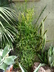 Euphorbia tirucalli - Pencil Tree Firestick Plant Pencil Cactus