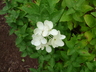 Hydrangea paniculata 'Grandiflora' - Peegee Hydrangea Hardy White Flowered Hydrangea
