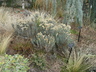 Ericameria laricifolia - Turpentine Bush Aguirre