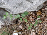 Eriogonum corymbosum [sold as San Rafael] - Crisp Leaf Buckwheat
