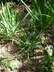 Poa alpina - Alpine Bluegrass Alpine Meadow Grass Bluegrass