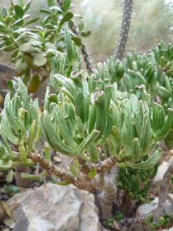 Crassula hobbit en pot terre cuite H 10 x Ø 20 cm : Cactus et plantes  grasses Botanic® maison - botanic®