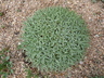 Acantholimon caryophyllaceum - Prickly Thrift