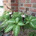 Arisaema sikokianum - Japanese Cobra Lily