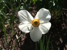 Narcissus 'Actaea' - Daffodil