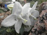 Campanula troegerae - Bellflower