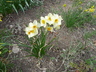 Narcissus 'Geranium' - Daffodil