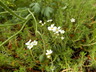 Androsace obtusifolia - Rock Jasmine Rock Jessamine
