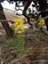 Erysimum capitatum - Sanddune Wallflower Western Wallflower Coastal Wall Flower