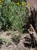 Caragana microphylla - Littleleaf Peashrub
