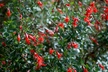 Epilobium canum ssp. latifolium - Hummingbird Trumpet Arizona Fuchsia