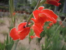 Gladiolus 'Atomic' - Gladiolus