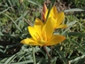 Tulipa clusiana var. chrysantha - Lady Tulip
