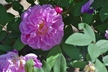 Rosa rugosa 'Therese Bugnet' - Rose