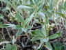 Eriogonum lonchophyllum - Plains Buckwheat Spearleaf Buckwheat