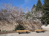Prunus armeniaca 'Moorpark' [sold as Early Moorpark] - Apricot