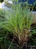 Calamagrostis canadensis - Bluejoint Reed Grass Canada Reed Grass