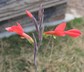 Gladiolus splendens - Field Galdiolus