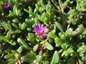 Delosperma obtusum - Dwarf Purple Ice Plant