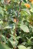 Cotoneaster racemiflorus var. soongoricus - Sungari Redbead Cotoneaster